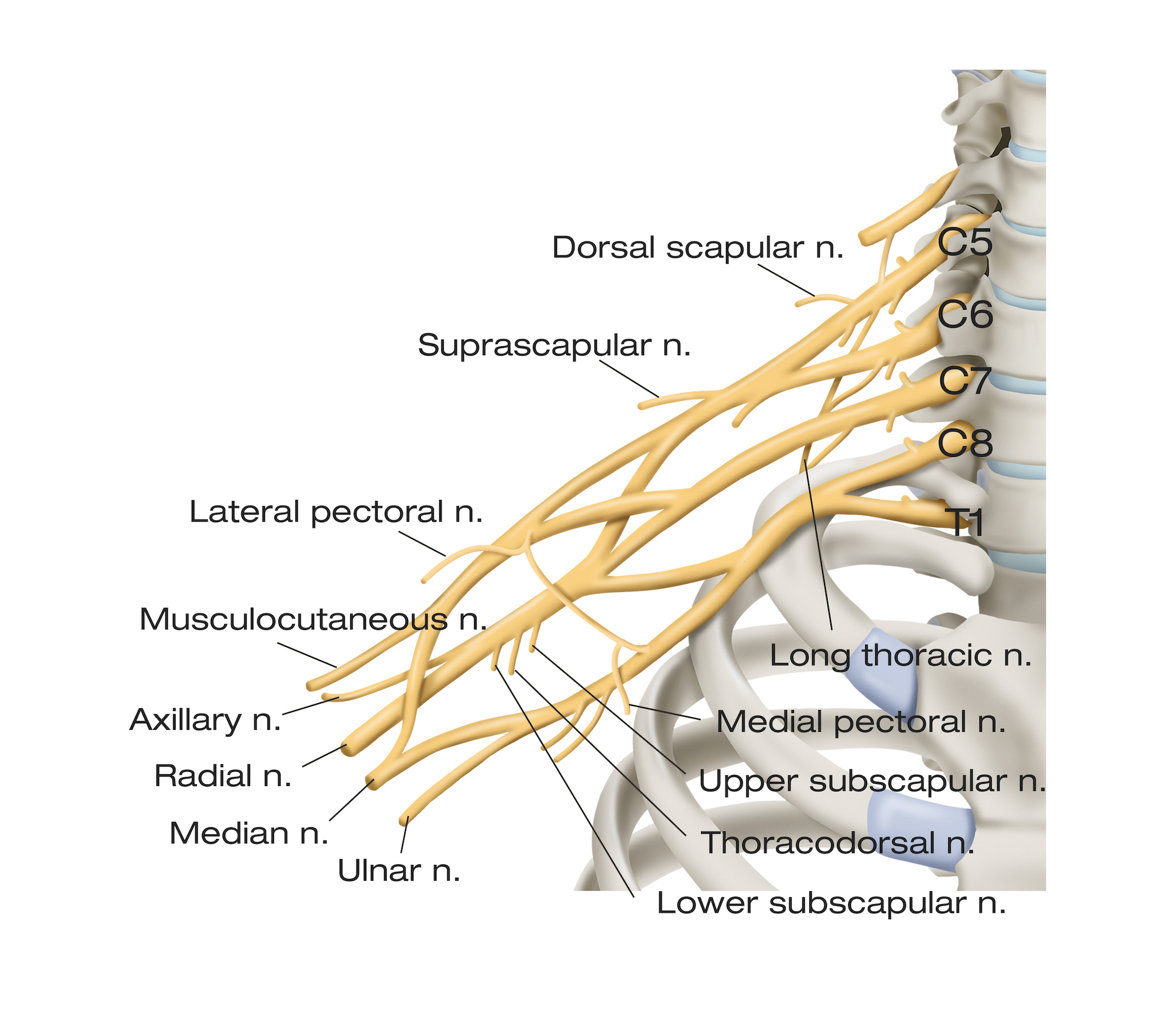 lesión del nervio musculocutáneo